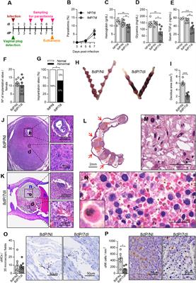 Inhibition of Heme Oxygenase-1 by Zinc Protoporphyrin IX Improves Adverse Pregnancy Outcomes in Malaria During Early Gestation